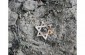 The Star of David found near the mass grave © Guillaume Ribot - Yahad-In Unum